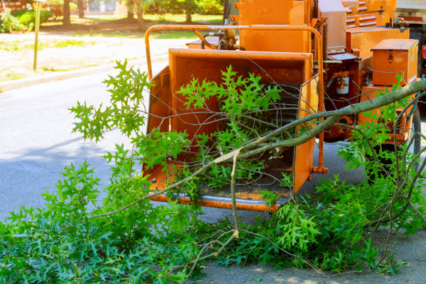 Best Tree Preservation Services  in Pine Island Center, FL